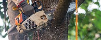 How Our Tree Care Process Works  in  Heritage Pines, FL