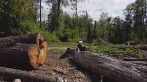 Best Lot and Land Clearing  in Heritage Pines, FL