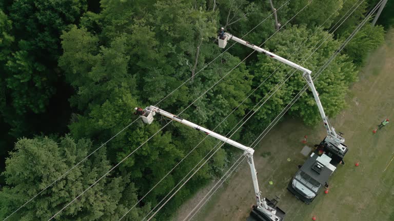 Reliable Heritage Pines, FL Tree Removal Solutions