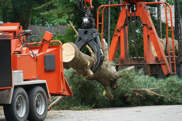 Best Tree Mulching  in Heritage Pines, FL