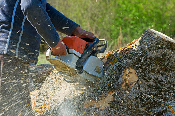 Best Tree Maintenance Programs  in Heritage Pines, FL
