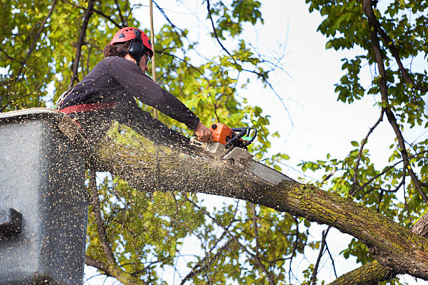 Best Tree Cabling and Bracing  in Heritage Pines, FL